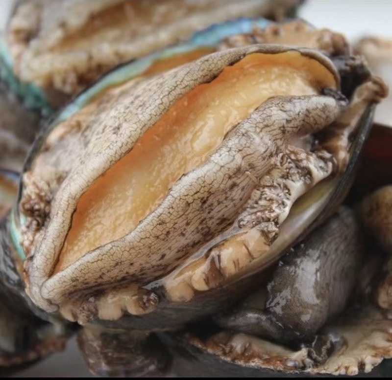 即食鲍鱼批发去内脏厂家直销一手货源支持贴牌生产电商货