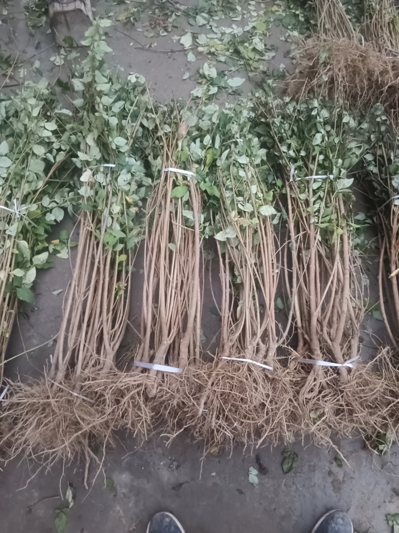 连翘苗1年小苗20~30cm药用连翘树苗