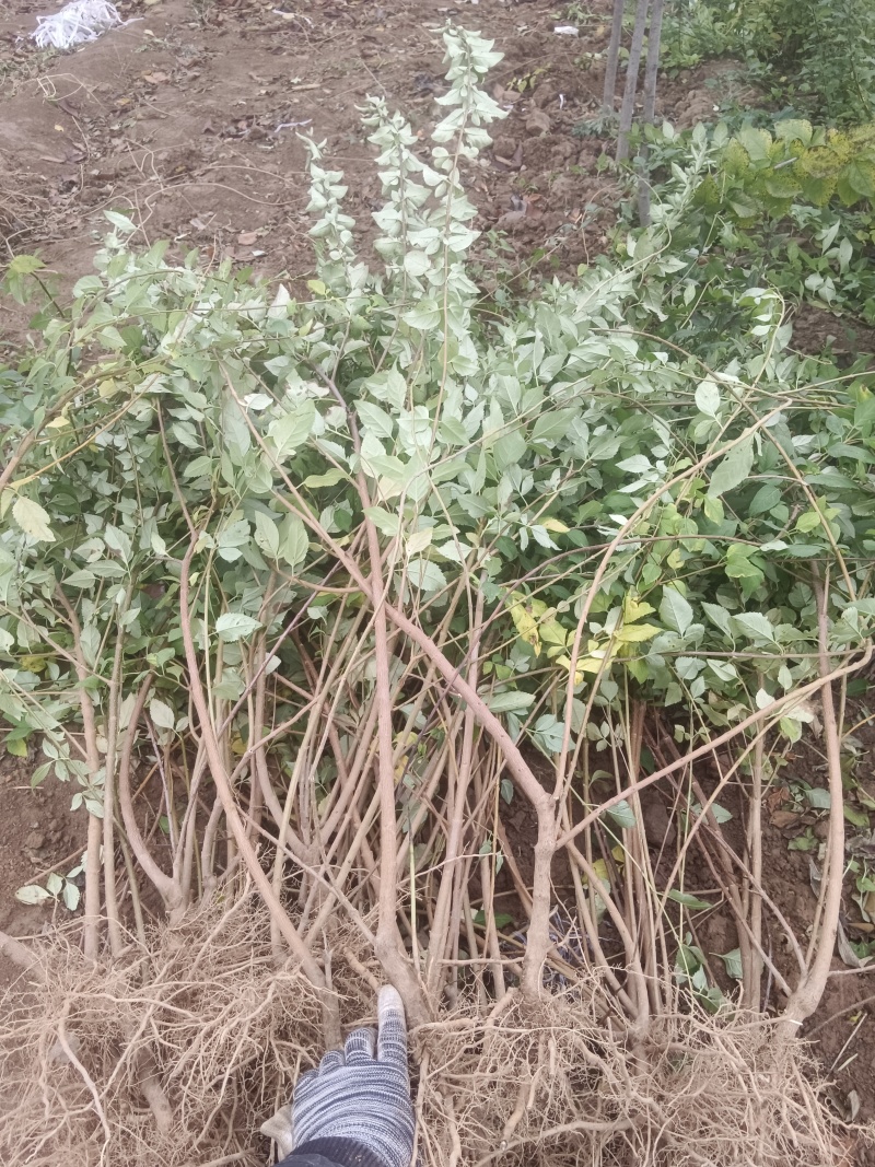 连翘苗1年小苗20~30cm药用连翘树苗