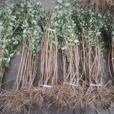 连翘苗1年小苗20~30cm药用连翘树苗