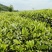 蒙顶山高山绿茶厂家直销