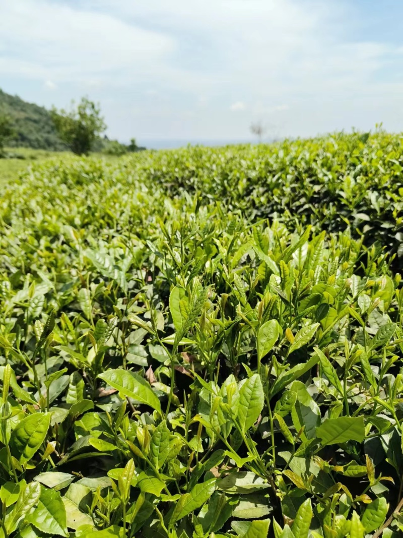 蒙顶山高山绿茶厂家直销