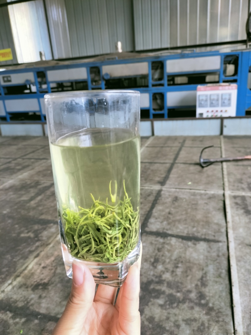 蒙顶山高山绿茶厂家直销