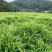 【大肉姜】万亩基地产地直发一手货源量大价优欢迎致电咨询