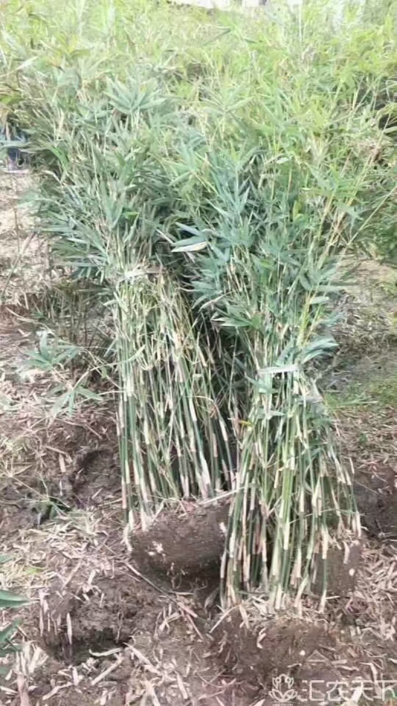 【好货推荐】江苏宿迁慈孝竹产地直发价格美丽诚信经营