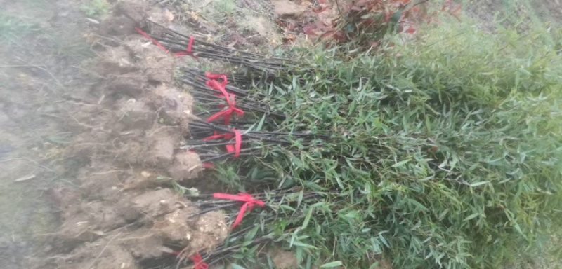 【牛商推荐】优质紫竹大量供货支持视频看货欢迎选购