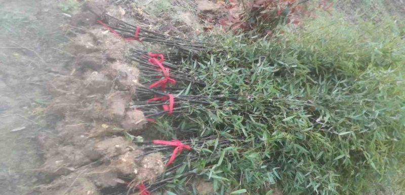 【牛商推荐】优质紫竹大量供货支持视频看货欢迎选购