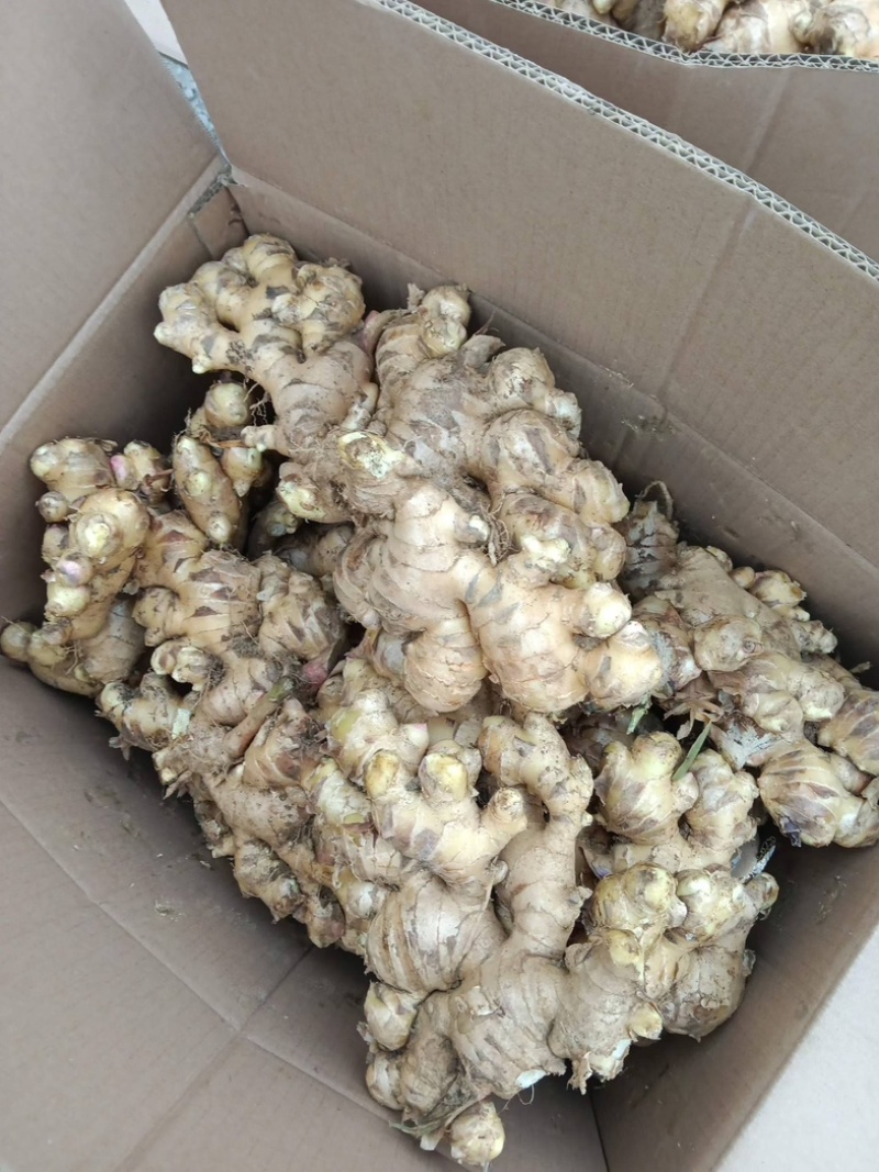 【农户种植大肉姜】产地直发一手货源价格美丽欢迎老板致电咨询