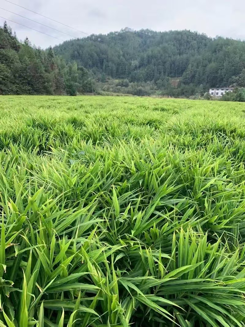 【农户种植大肉姜】产地直发一手货源价格美丽欢迎老板致电咨询