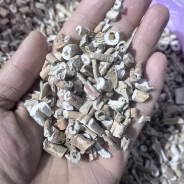 2024年抽芯刮皮牡丹