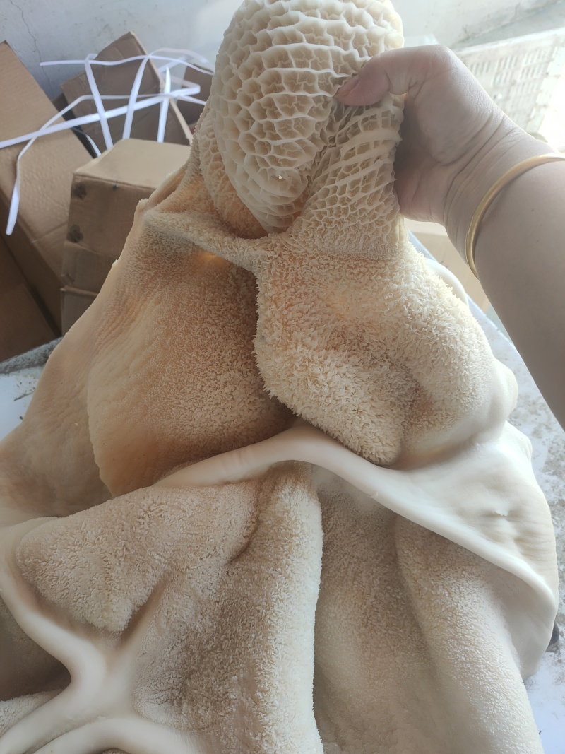 源头厂家直发半成品牛肚。寻找长期客户支持看货。
