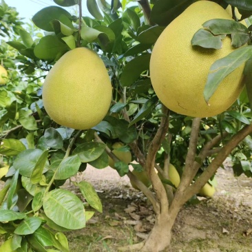 【推荐】贵州蜜柚柚子量大从优保质保量现摘现发对接全国