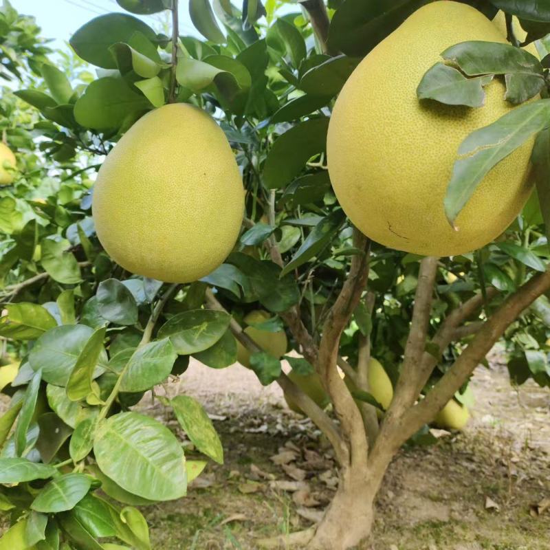 【推荐】贵州蜜柚柚子量大从优保质保量现摘现发对接全国