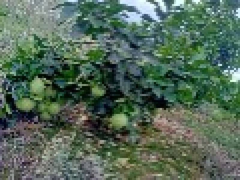 【推荐】贵州蜜柚柚子量大从优保质保量现摘现发对接全国