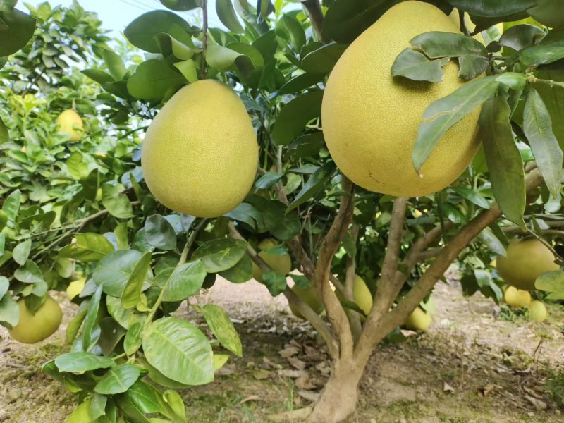 【推荐】贵州蜜柚柚子量大从优保质保量现摘现发对接全国