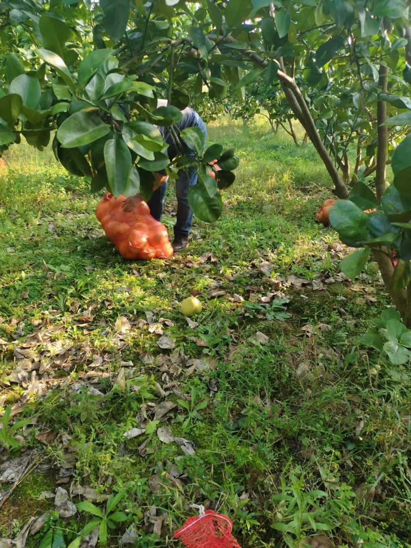 【推荐】贵州蜜柚柚子量大从优保质保量现摘现发对接全国