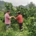 【推荐】贵州蜜柚柚子量大从优保质保量现摘现发对接全国