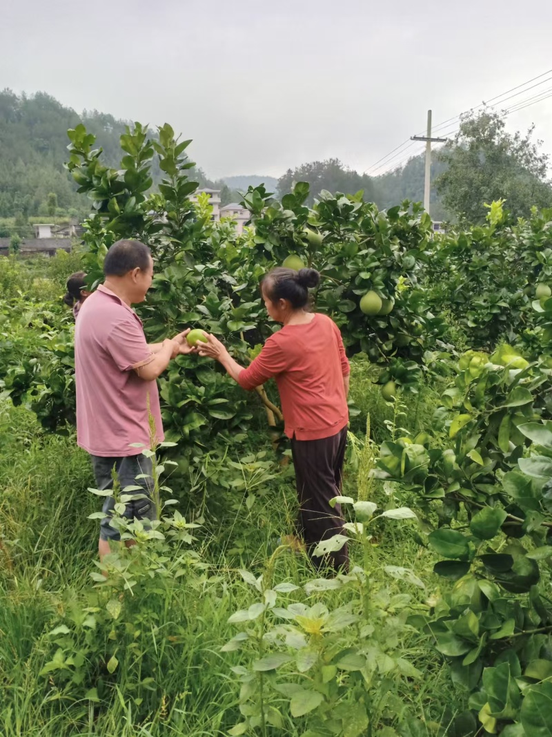 【推荐】贵州蜜柚柚子量大从优保质保量现摘现发对接全国