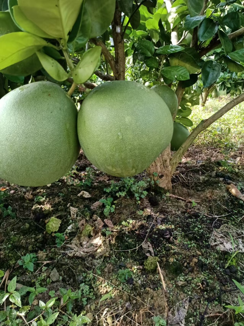 【推荐】贵州蜜柚柚子量大从优保质保量现摘现发对接全国
