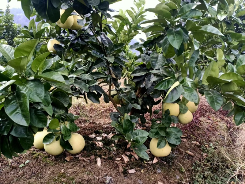 【推荐】贵州蜜柚柚子量大从优保质保量现摘现发对接全国