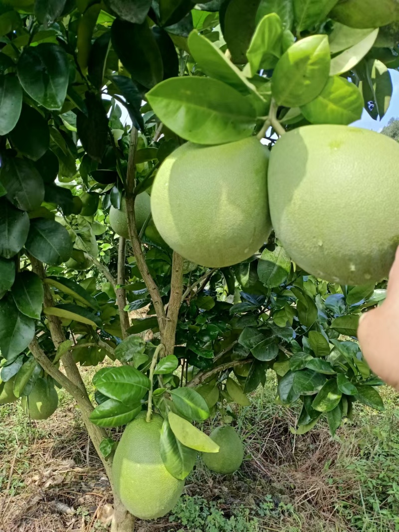 【推荐】贵州蜜柚柚子量大从优保质保量现摘现发对接全国