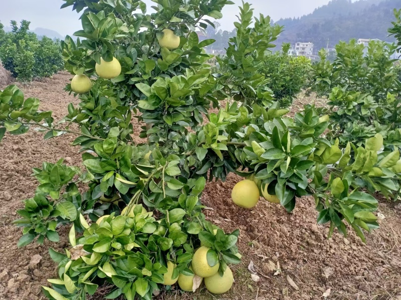 【推荐】贵州蜜柚柚子量大从优保质保量现摘现发对接全国