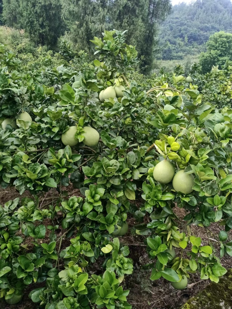 【推荐】贵州蜜柚柚子量大从优保质保量现摘现发对接全国