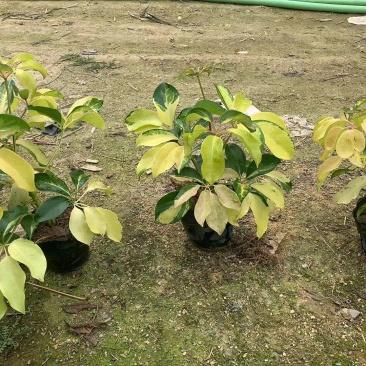 鸭脚木。花叶