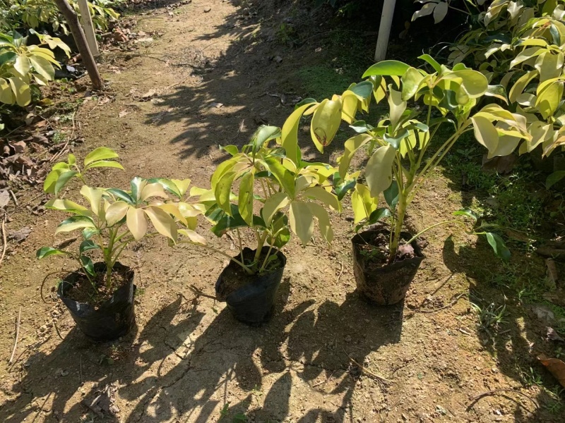 鸭脚木。花叶