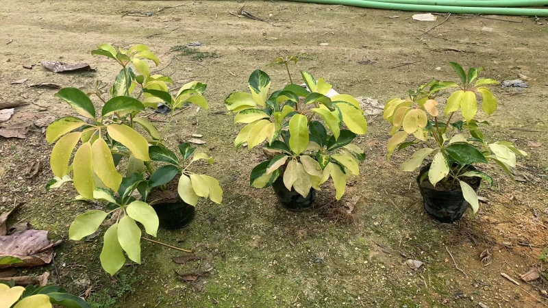 鸭脚木。花叶