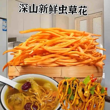 鲜虫草花