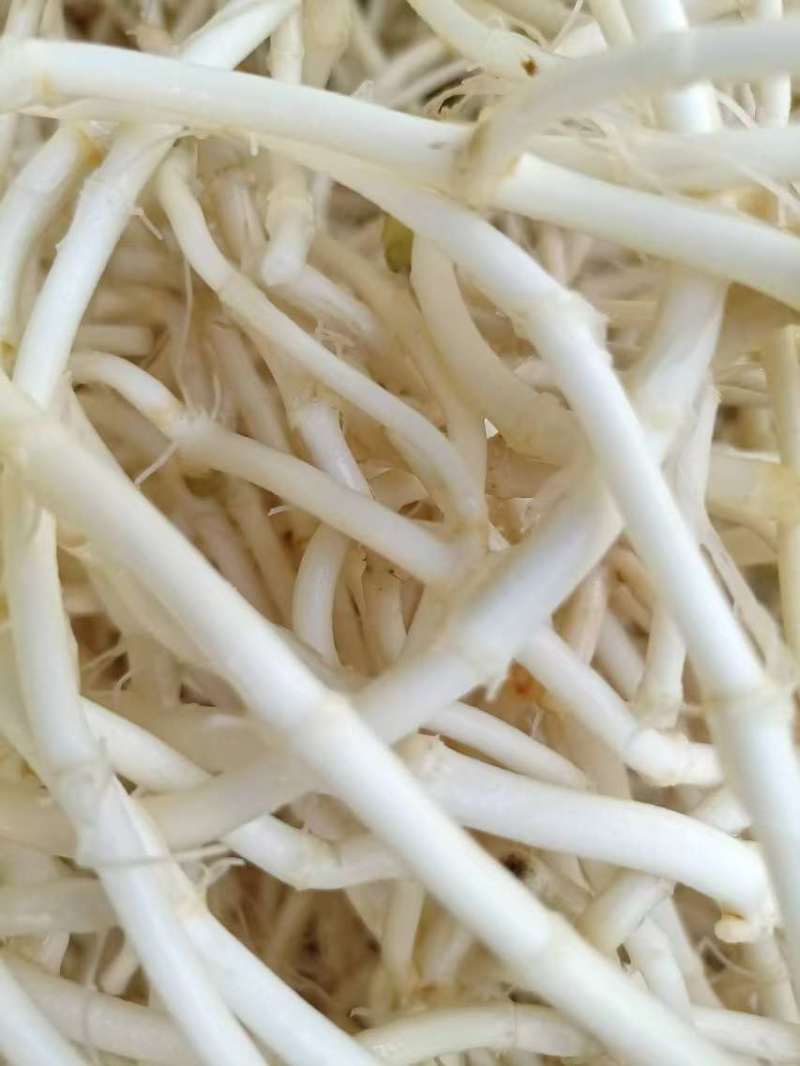 冬笋