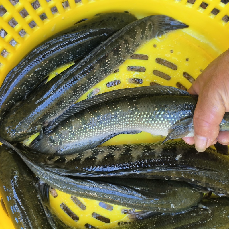 月醴，七星鱼，胶原蛋白