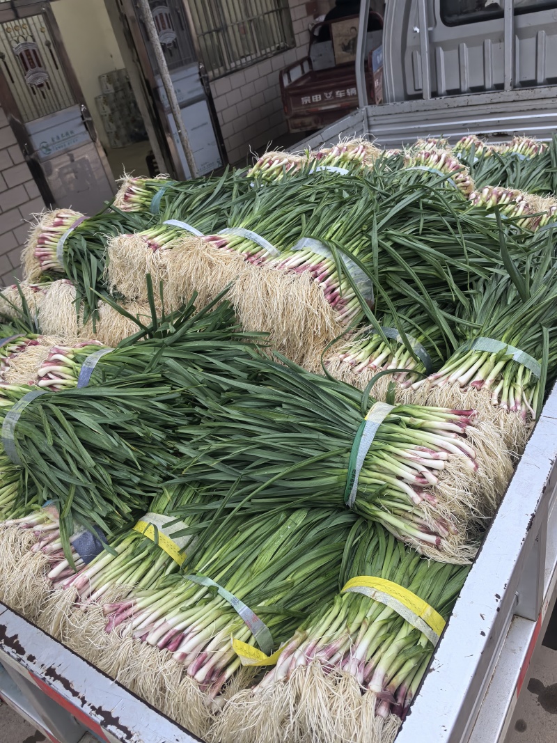 红根蒜苗蒜苗大量上市基地直发看货论价保质保量
