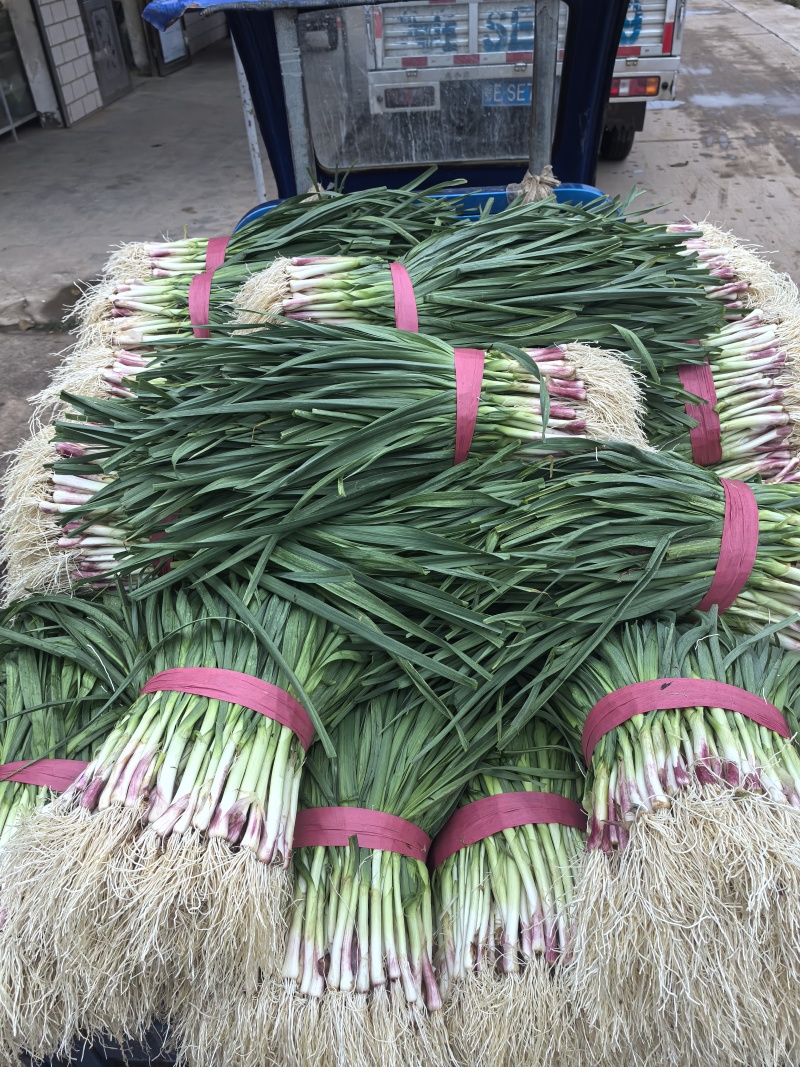 红根蒜苗蒜苗大量上市基地直发看货论价保质保量