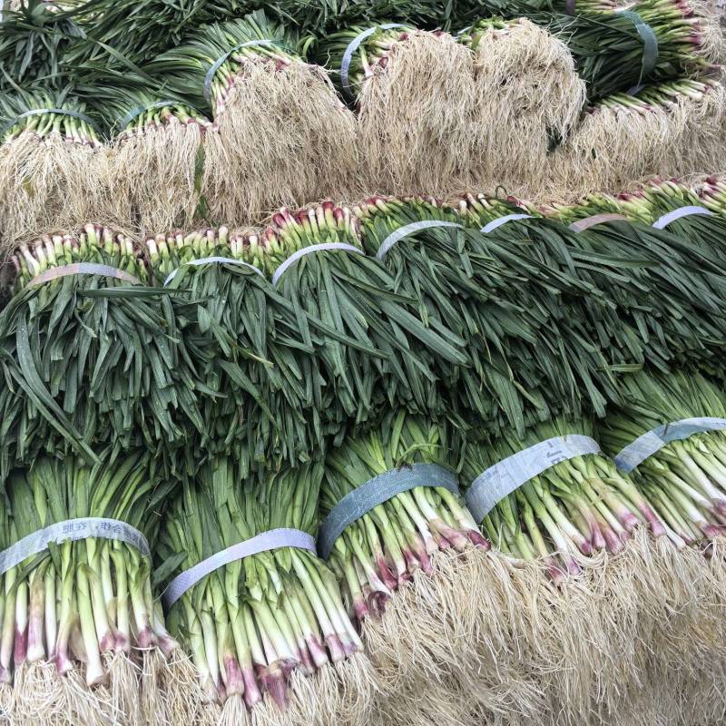 红根蒜苗蒜苗大量上市基地直发看货论价保质保量