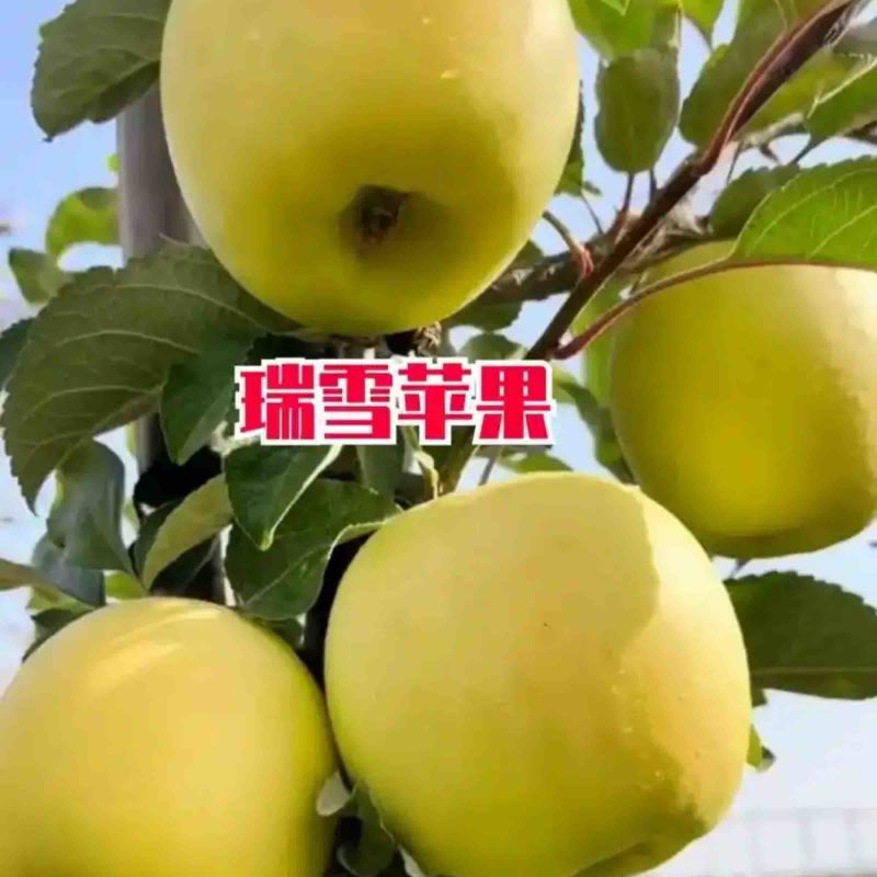 瑞雪苹果苗基地直销苗圃现挖品种纯正现挖现发