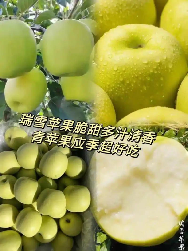 瑞雪苹果苗基地直销苗圃现挖品种纯正现挖现发