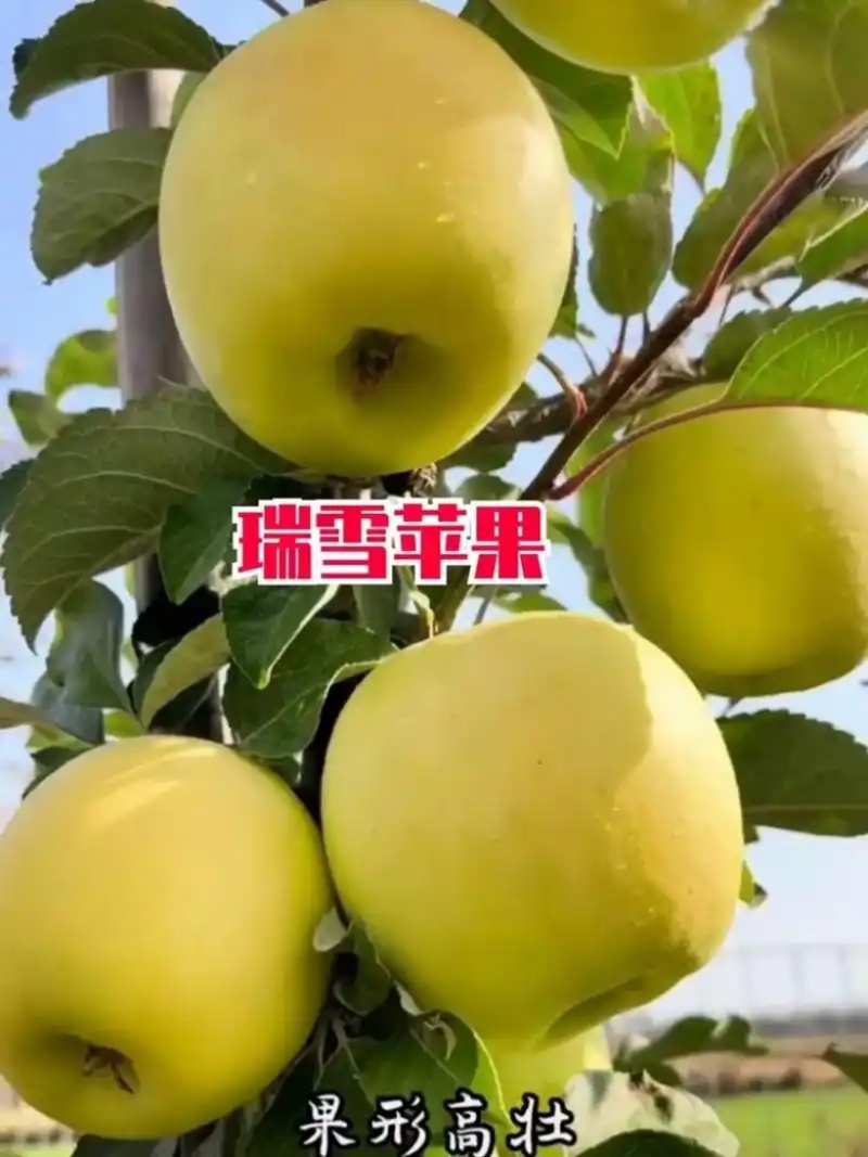瑞雪苹果苗基地直销苗圃现挖品种纯正现挖现发