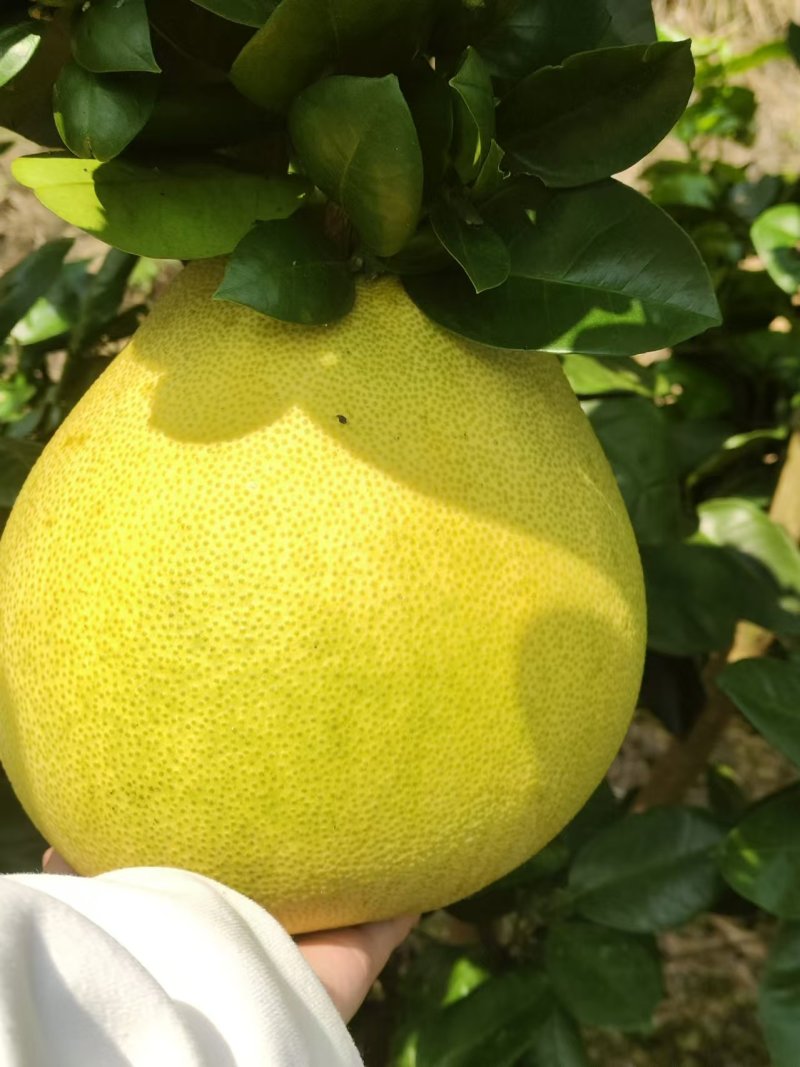 【推荐】贵州蜜柚柚子量大从优保质保量现摘现发对接全国