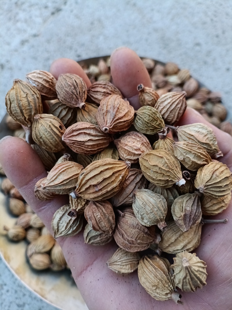 砂仁/川砂仁/手工挑选/足干/破口少/精选好货/全国包邮