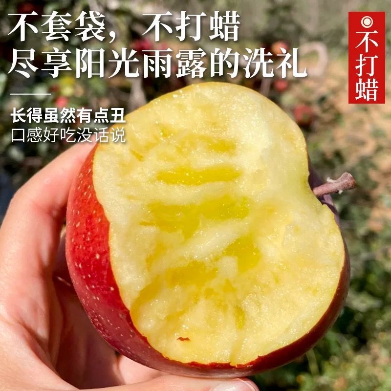 【大凉山丑苹果】正宗盐源苹果当季新鲜孕妇水果富士苹果批发包邮