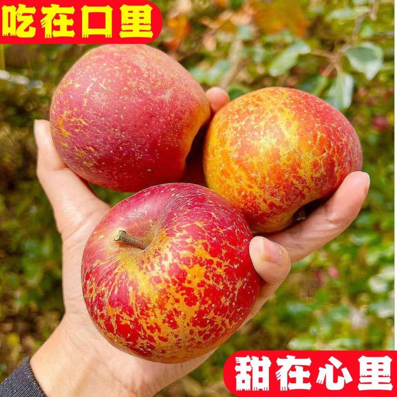 【大凉山丑苹果】正宗盐源苹果当季新鲜孕妇水果富士苹果批发