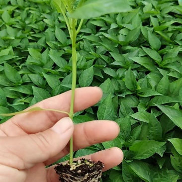 邹皮辣椒苗大黑辣椒苗辣椒苗薄皮大辣椒辣椒苗小螺丝椒苗