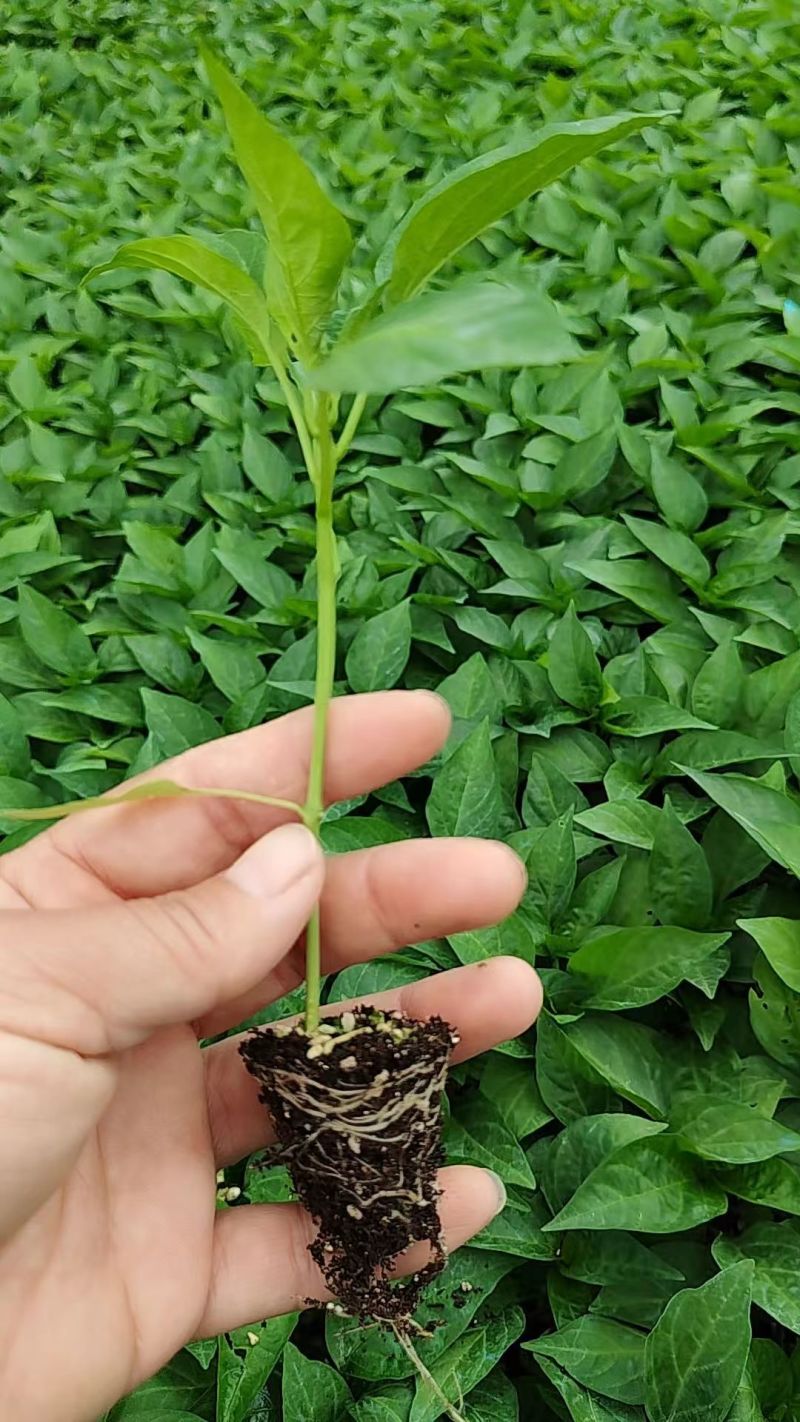 邹皮辣椒苗大黑辣椒苗辣椒苗薄皮大辣椒辣椒苗小螺丝椒苗