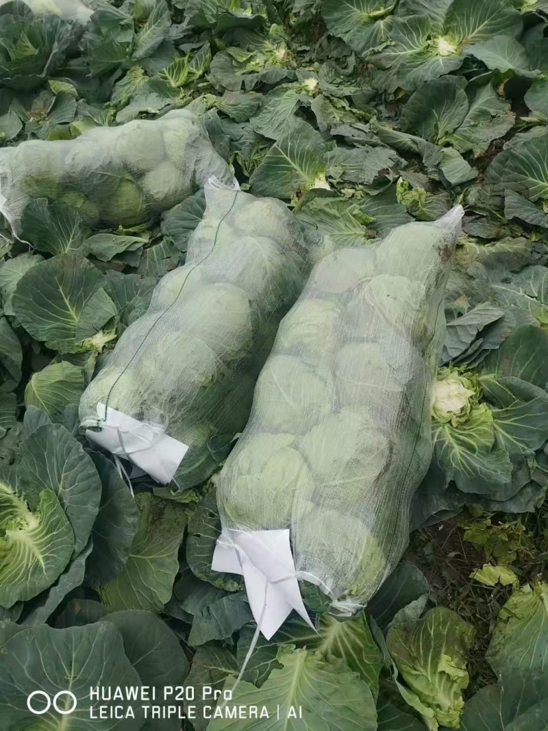 黄心大白菜产地直供，一手货源，欢迎各位老板下单。价格实惠