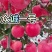 乔化众成一号苹果苗基地直销,现挖现发,保湿发货