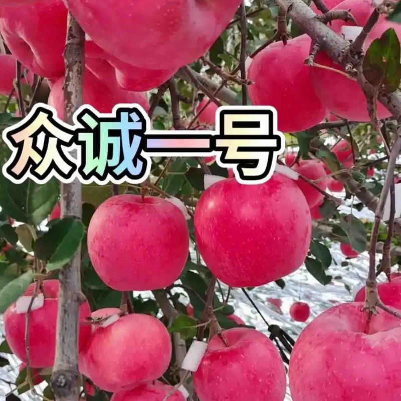 乔化众成一号苹果苗基地直销，现挖现发，保湿发货