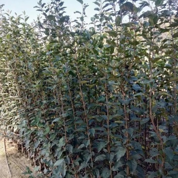 乔化众成一号苹果苗基地直销,现挖现发,保湿发货