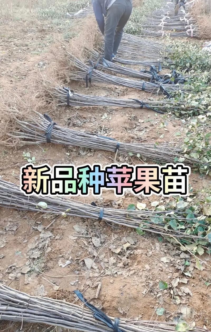 乔化众成一号苹果苗基地直销，现挖现发，保湿发货